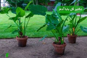 تکثیر گل بابا آدم