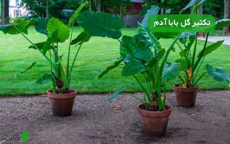 تکثیر گل بابا آدم