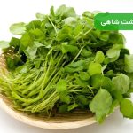 نحوه کاشت شاهی