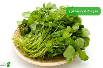 نحوه کاشت شاهی