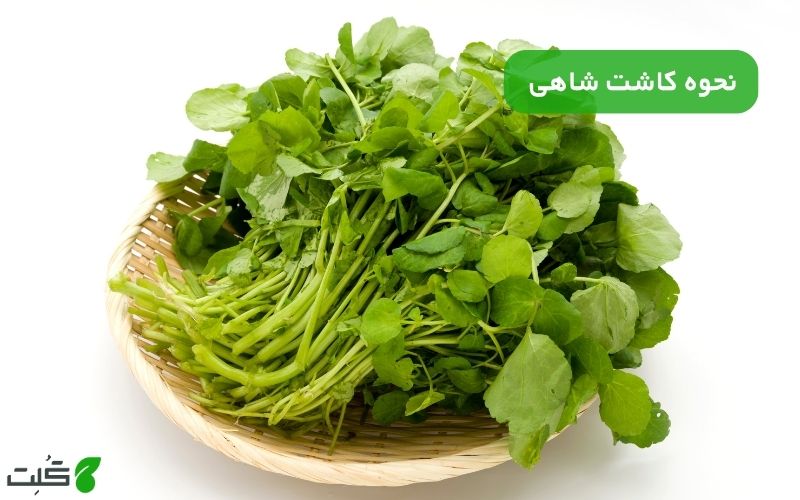نحوه کاشت شاهی