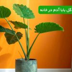 نگهداری گل بابا آدم در خانه