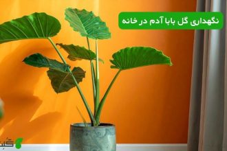 نگهداری گل بابا آدم در خانه