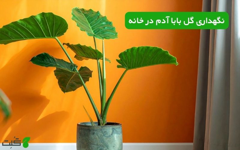 نگهداری گل بابا آدم در خانه