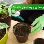 کود سه بیست برای چه گلهایی مناسبه؟