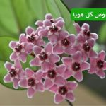 کود مخصوص گل هویا