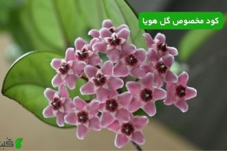 کود مخصوص گل هویا