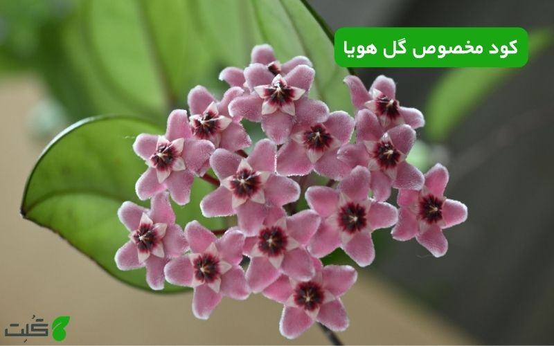 کود مخصوص گل هویا