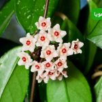 گلدهی هویا