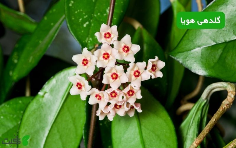 گلدهی هویا