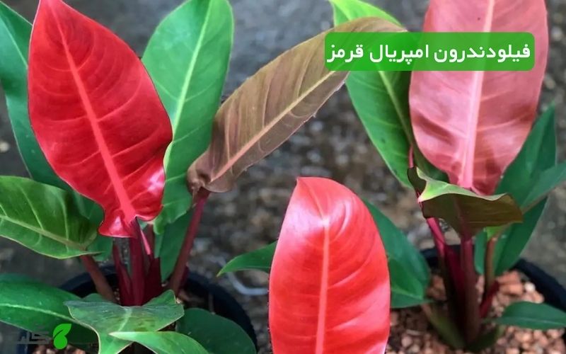 نگهداری فیلودندرون امپریال قرمز