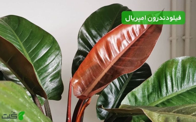 نگهداری فیلودندرون امپریال