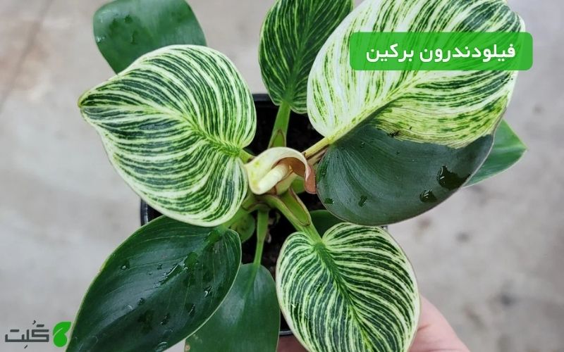 نگهداری فیلودندرون برکین