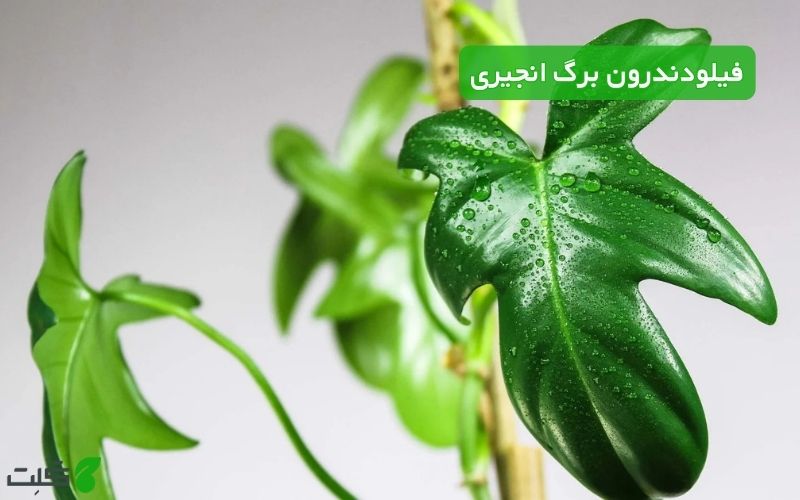 نگهداری فیلودندرون برگ انجیری