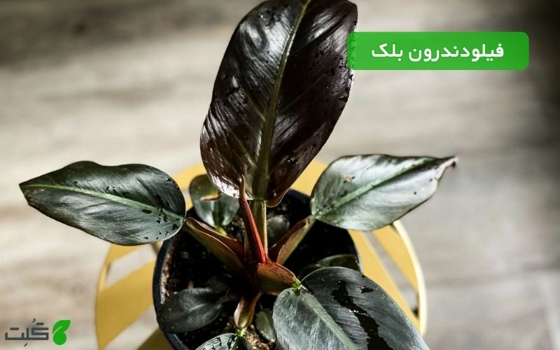 فیلودندرون بلک