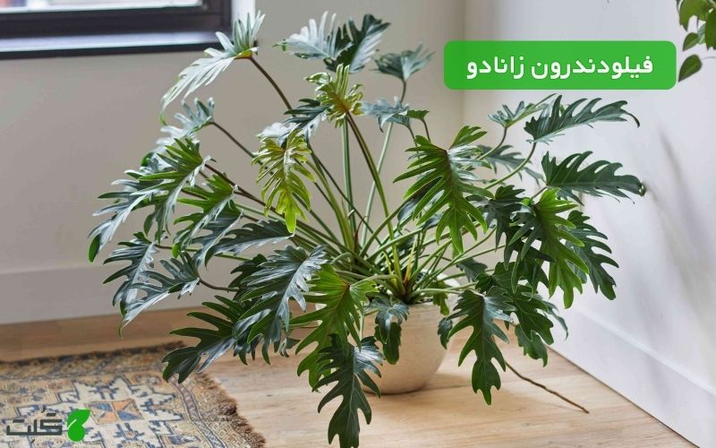نگهداری فیلودندرون زانادو