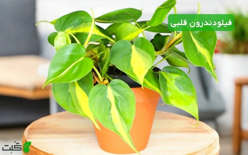 نگهداری فیلودندرون قلبی
