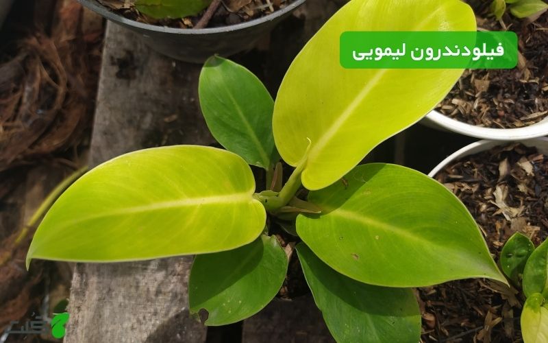 نگهداری فیلودندرون لیمویی