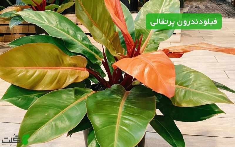 نگهداری فیلودندرون پرتقالی