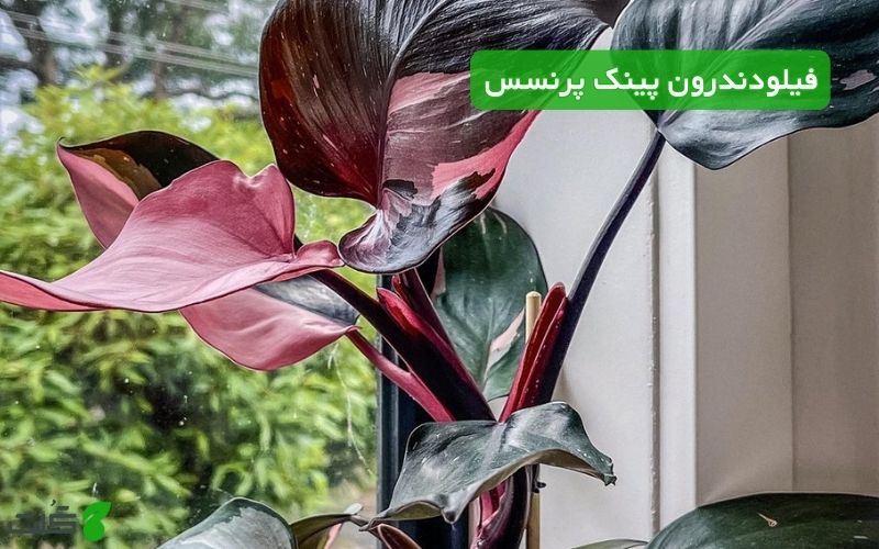 فیلودندرون پینک پرنسس