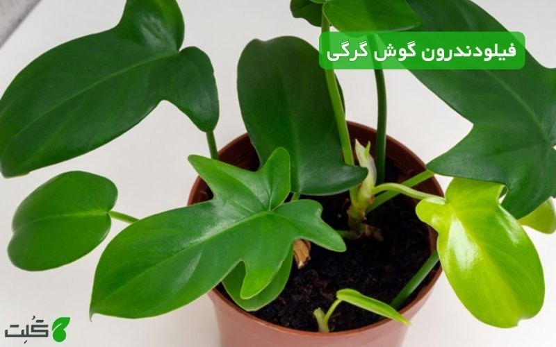 نگهداری فیلودندرون گوش گرگی
