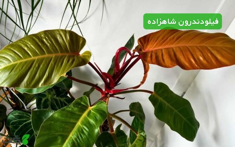 نگهداری فیلودندرون شاهزاده