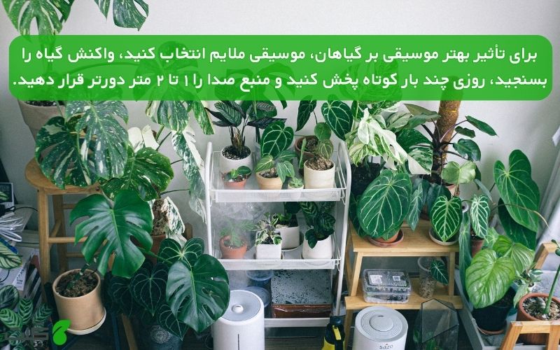 تأثیر بهتر موسیقی بر گیاهان