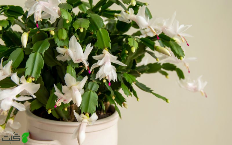 نگهداری کاکتوس کریسمس
