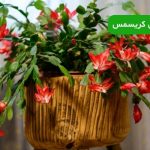 نگهداری کاکتوس کریسمس | نکات ساده برای گلدهی سالم و زیبا