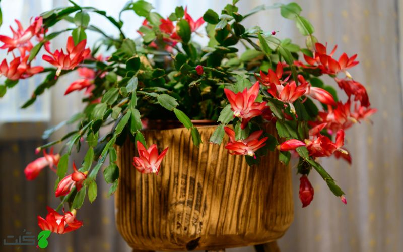 کاکتوس کریسمس