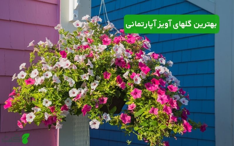 بهترین گلهای آویز آپارتمانی