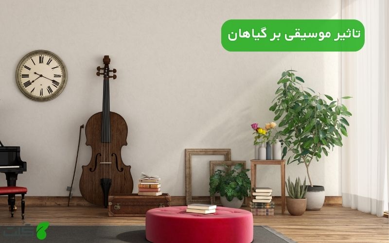 تاثیر موسیقی بر گیاهان