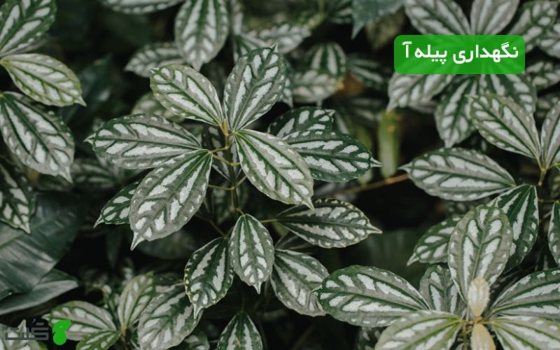نگهداری گل پیله‌ آ به زبان ساده | نکات طلایی گیاه آلومینیومی برای مبتدی ها