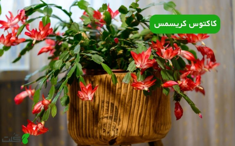 نگهداری کاکتوس کریسمس | نکات ساده برای گلدهی سالم و زیبا