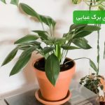 نگهداری برگ عبایی | انتخابی شیک و مقاوم برای فضاهای کم نور