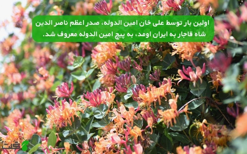 چرا بهش میگن امین الدوله؟