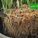 تکثیر برگ عبایی