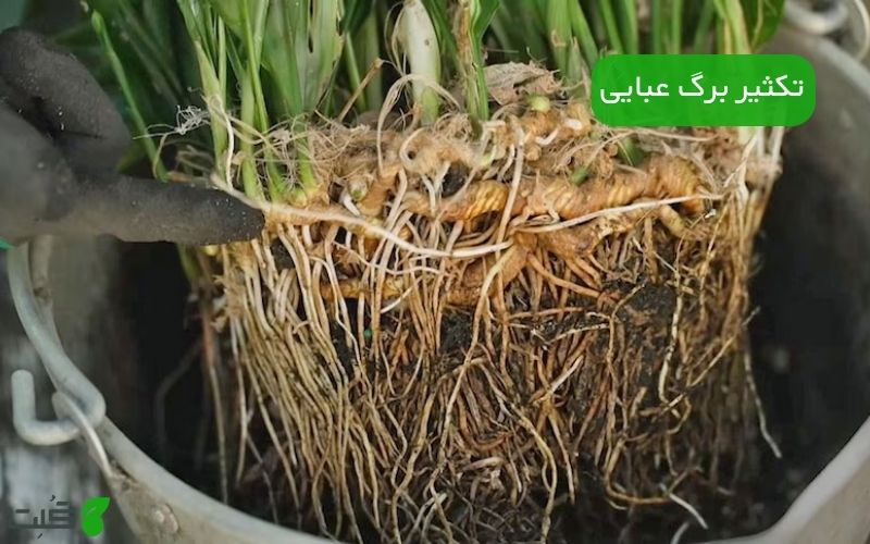 آموزش تکثیر برگ عبایی در خانه | قدم‌ به‌ قدم و تضمینی
