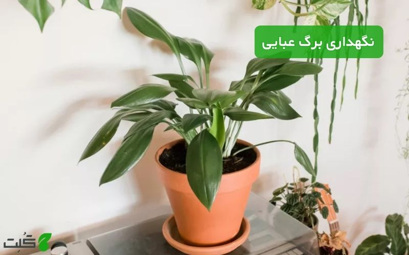 نگهداری برگ عبایی | انتخابی شیک و مقاوم برای فضاهای کم‌ نور