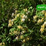 پیچ امین الدوله