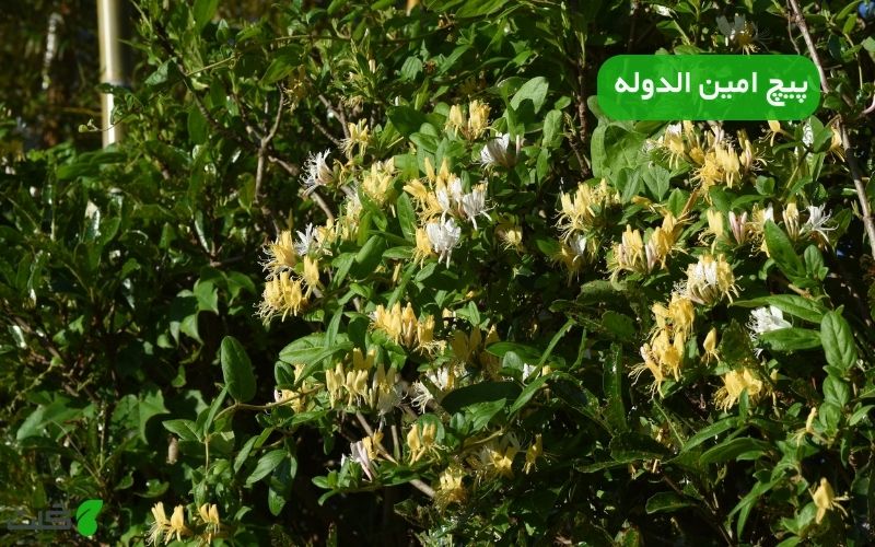 پیچ امین الدوله یا گل یاس | چرا بهش میگن امین الدوله؟ +کاشت، نگهداری و معرفی