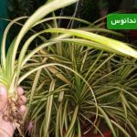 تکثیر پاندانوس | راهنمای طلایی برای چند برابر کردن این گیاه خاص در خانه