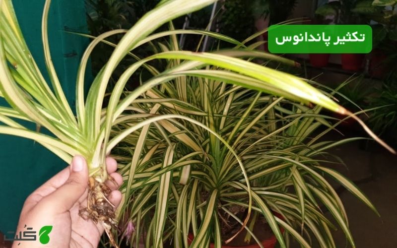 تکثیر پاندانوس | راهنمای طلایی برای چند برابر کردن این گیاه خاص در خانه