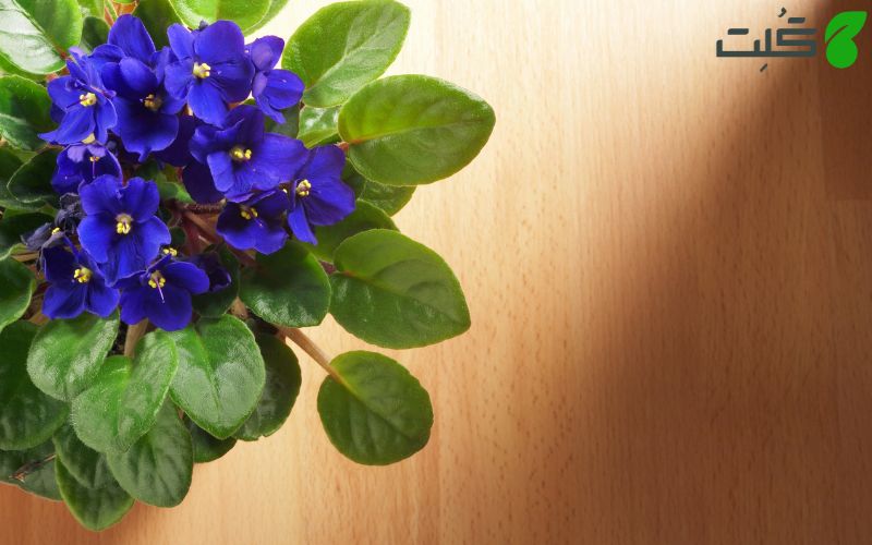 بنفشه آفریقایی (African violets) در آب