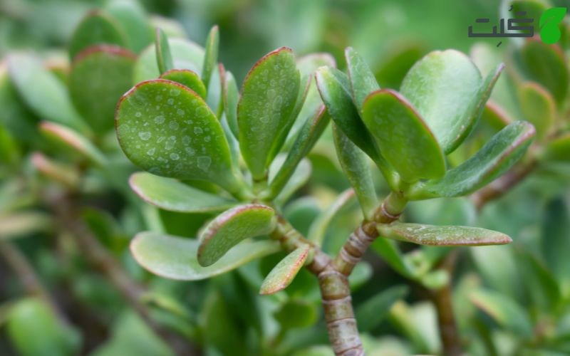 کراسولا  (Crassula ovata) در آب