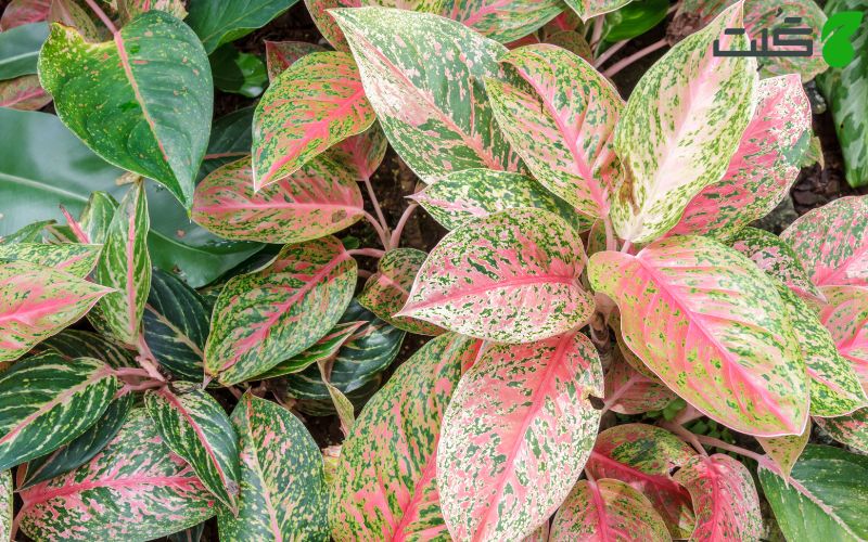 آگلونما (Aglaonema) در آب