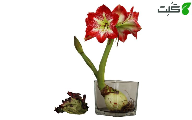 آماریلیس یا نسرین (Amaryllis) در آب