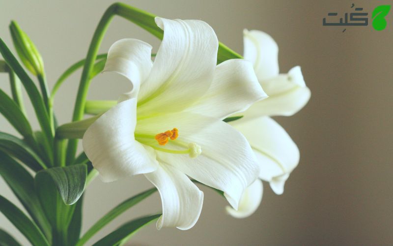 اسپاتی فیلوم (Peace lily) در آب