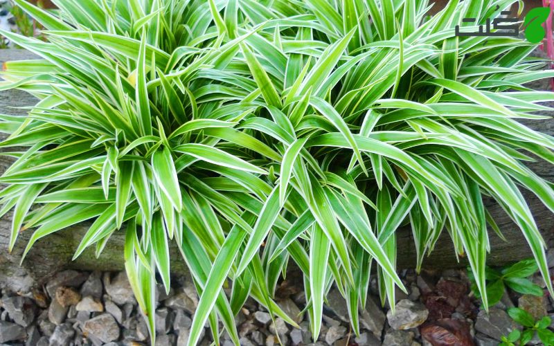 گندمی (Spider plant) در آب 