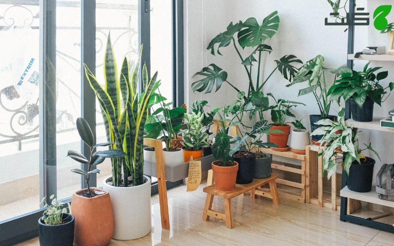 مهمترین نکات خرید گیاهان آپارتمانی